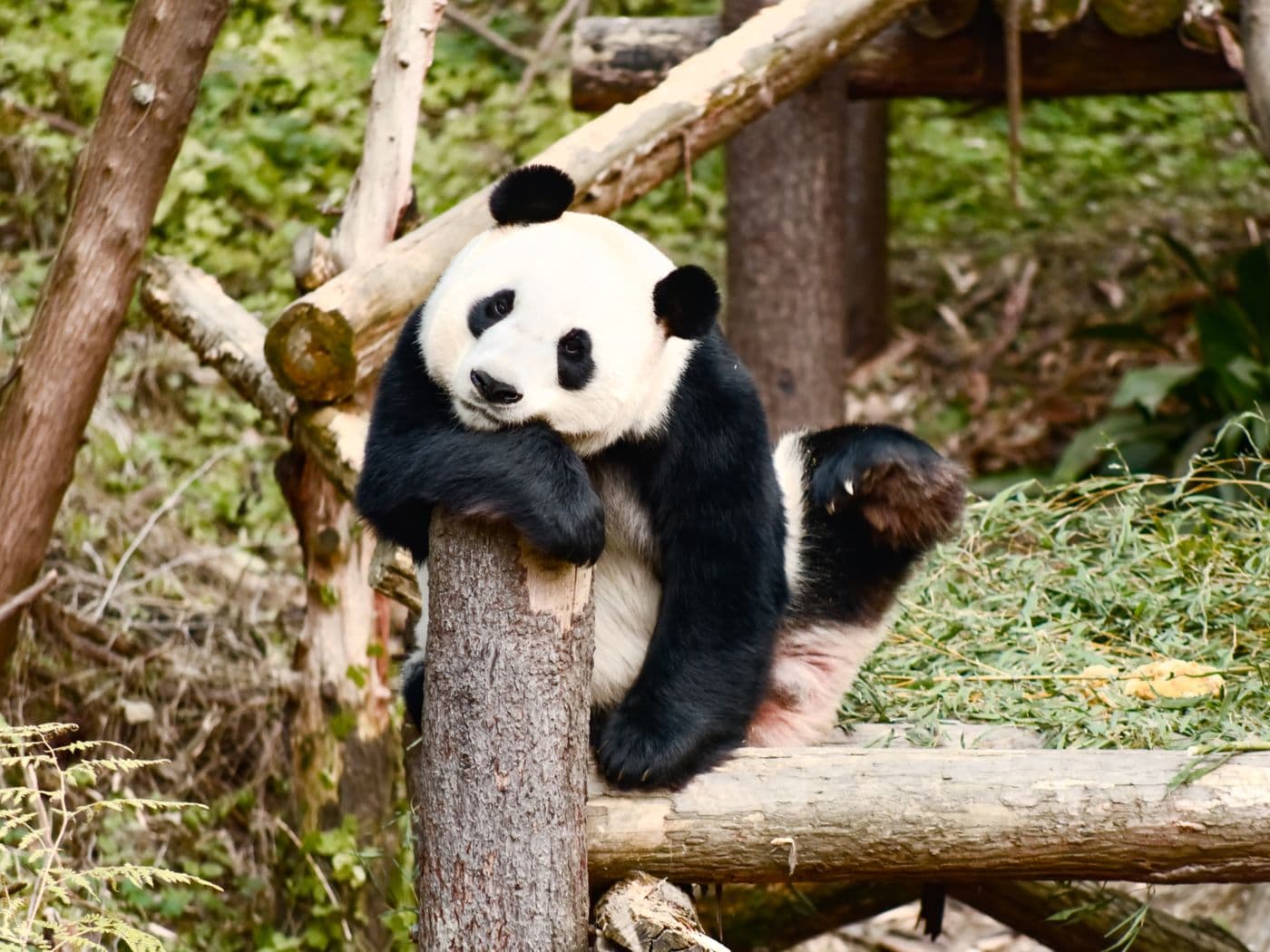 Giant panda resting on a log in Chengdu