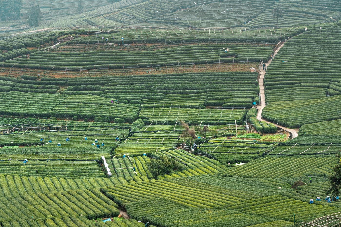 Aerial view of green tea terraces in Hangzhou